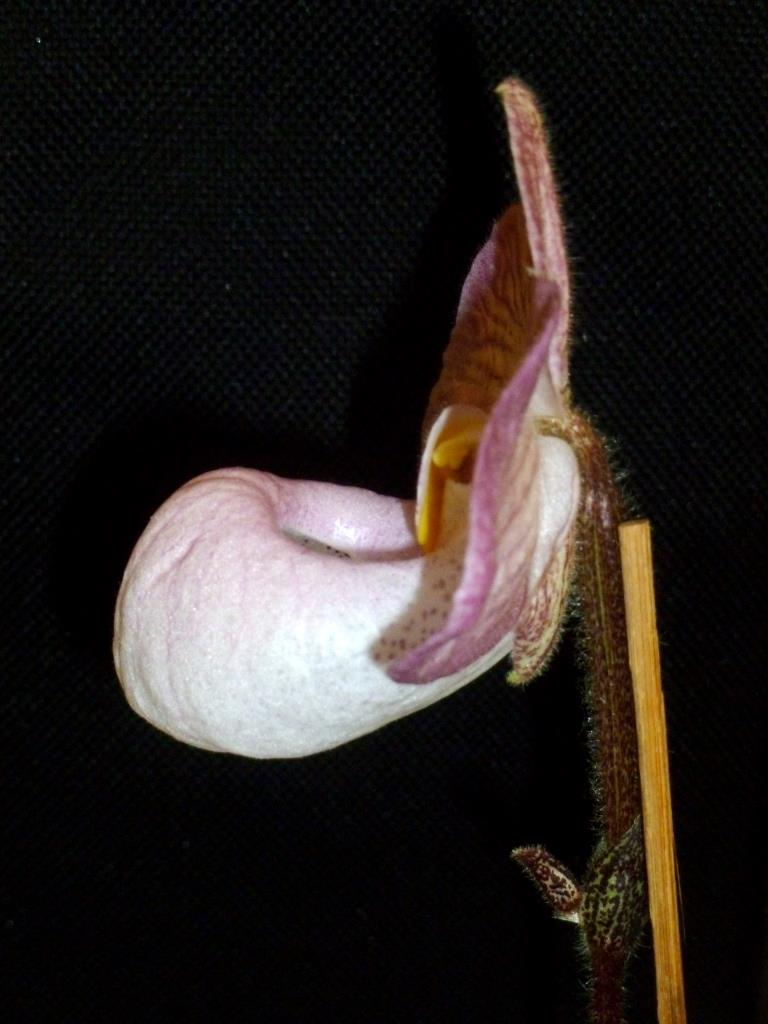 Paphiopedilum Wyruna Vietnam Magic - photo 2