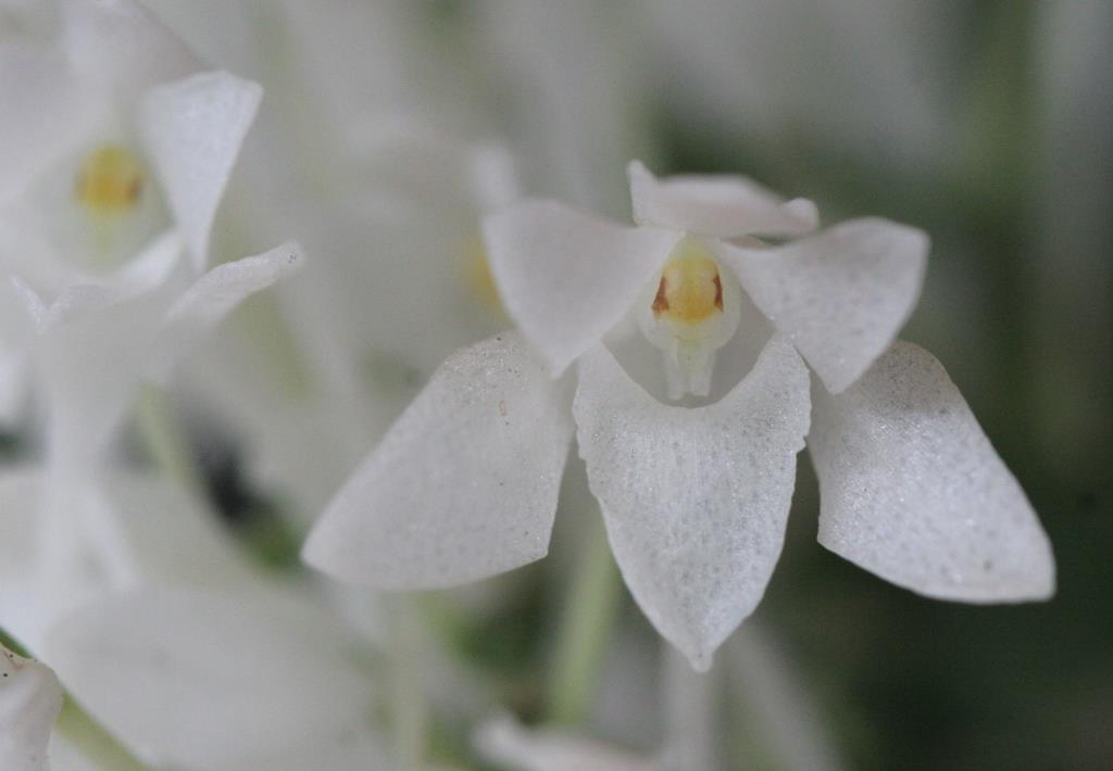 Mystacidium braybonae