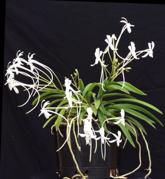 Vanda falcata subsp. richardsiana - HCC/AOC