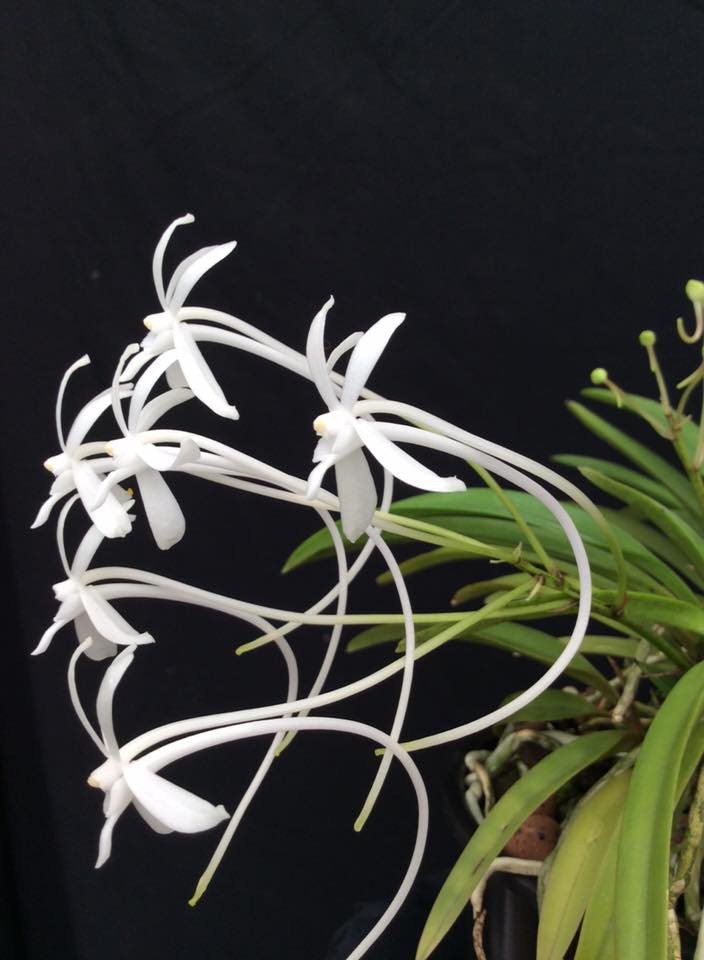 Vanda falcata subsp. richardsiana - photo 2