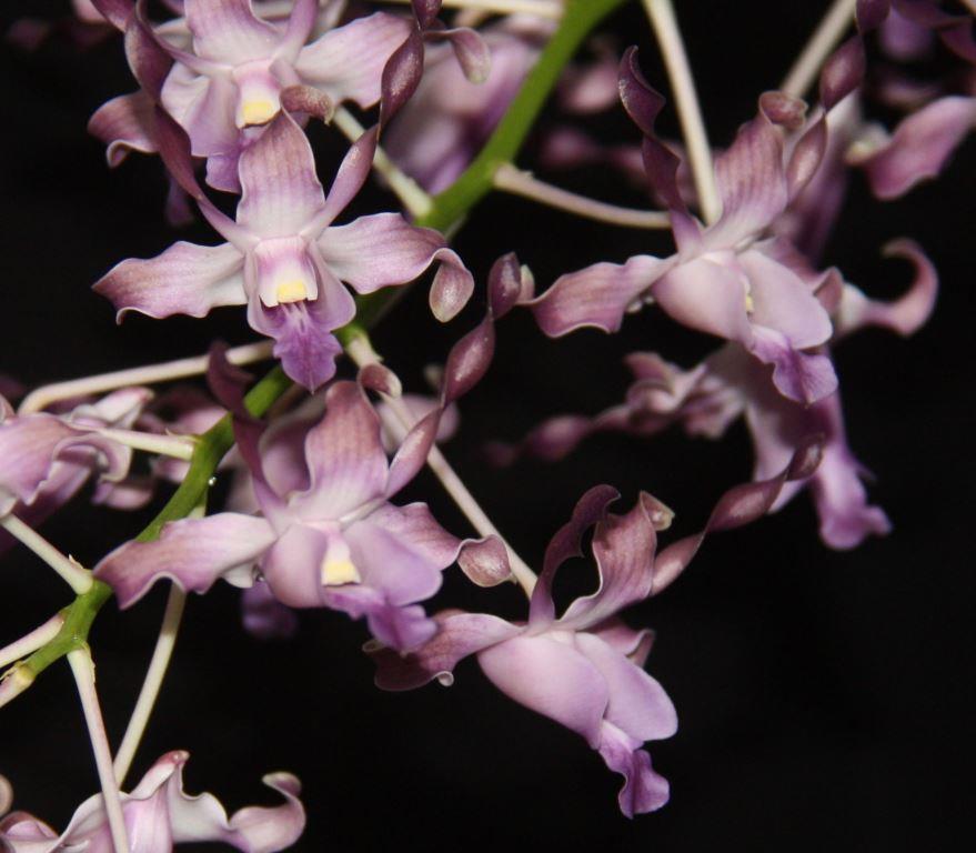 Den Alice's Black Pearl