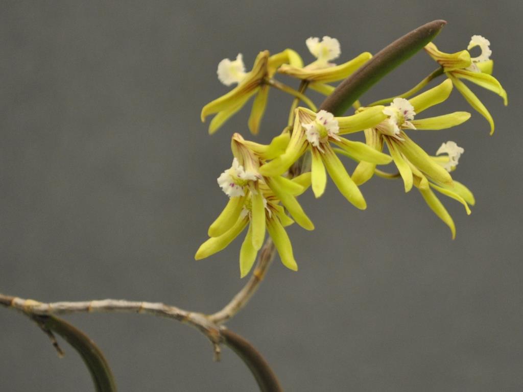 Dendrobium Limestone - photo 2