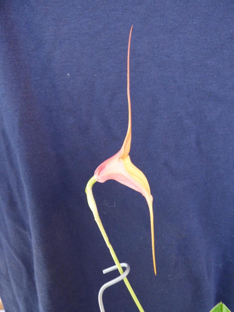 Masdevallia Hoosa Queen - photo 2