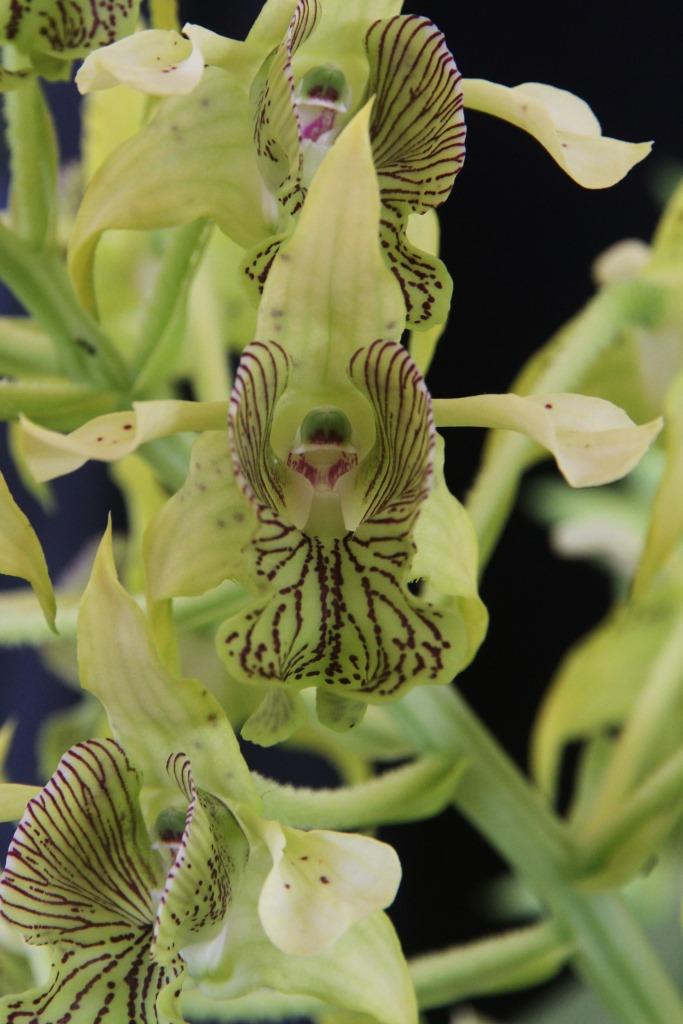 Dendrobium macrophyllum
