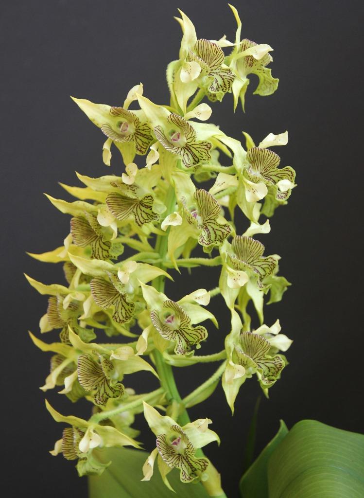 Dendrobium macrophyllum - photo 2