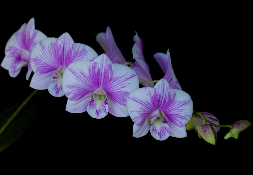 Dendrobium Banyad Pink - photo 2