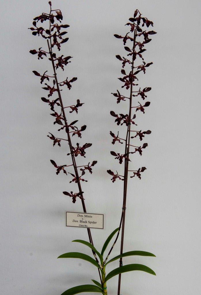 Dendrobium Calliope Purple - photo 2