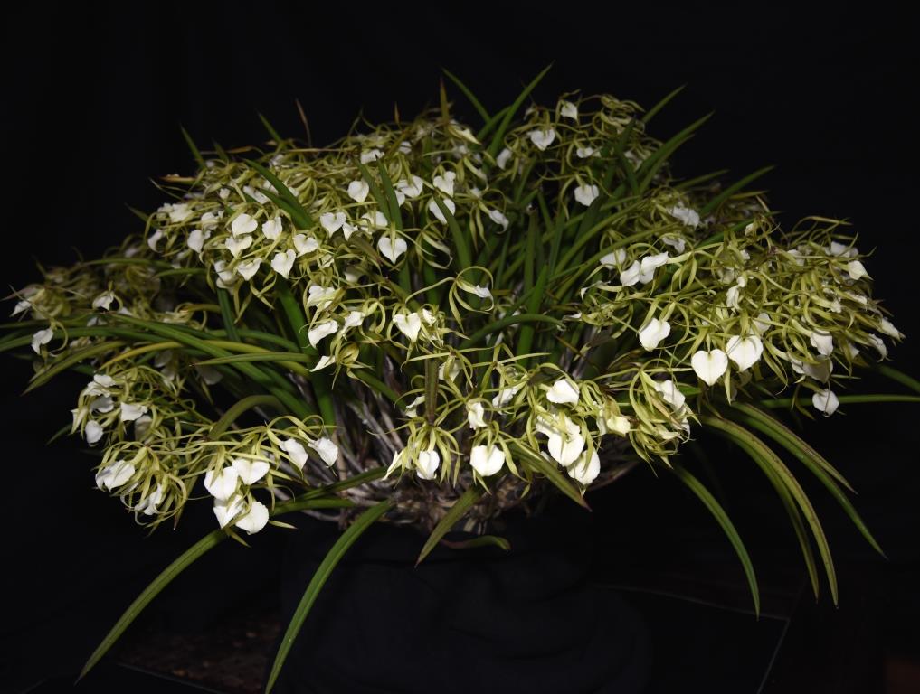 Brassavola subulifolia