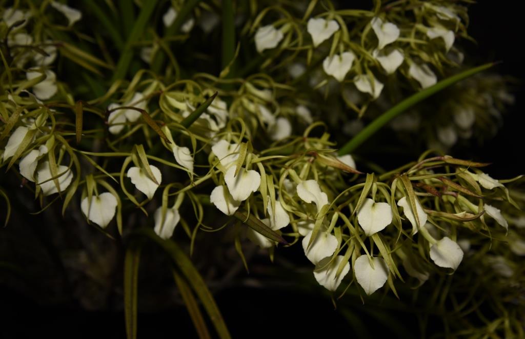 Brassavola subulifolia - photo 2