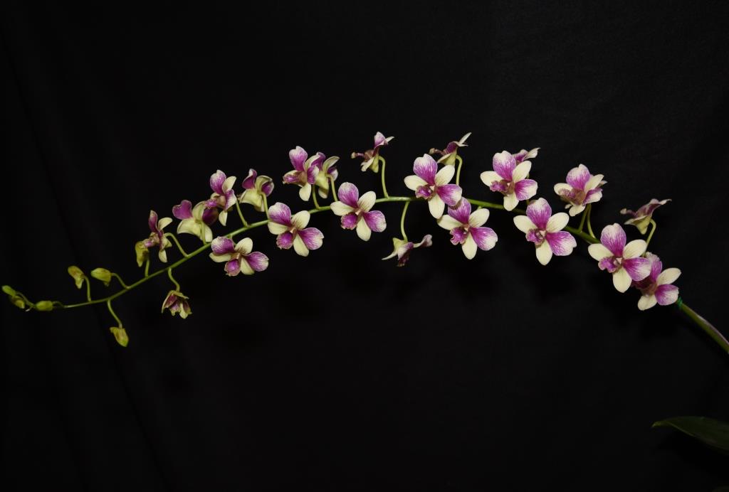 Dendrobium Triple Fantasy - photo 2