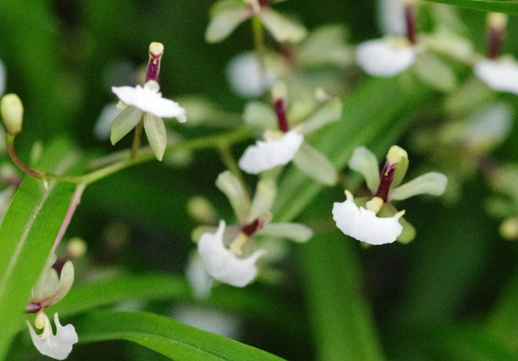 Gomesa radicans - photo 2