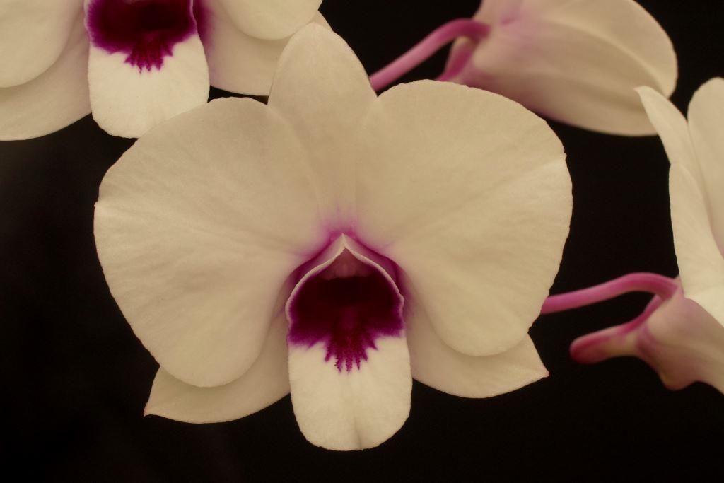 Den Asternova Snow Drop