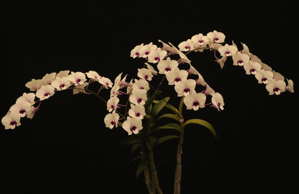 Dendrobium Asternova Snow Drop - photo 2