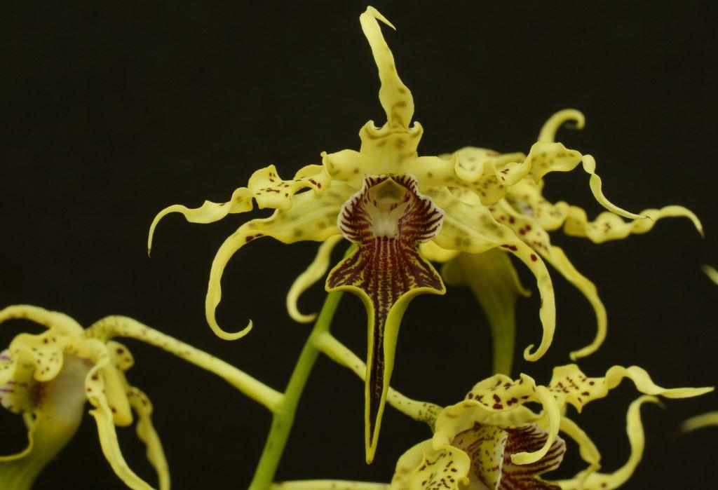 Denrobium alexandrae