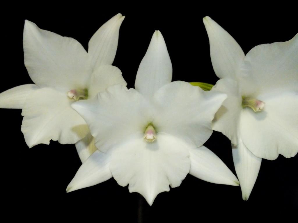 Laelia anceps
