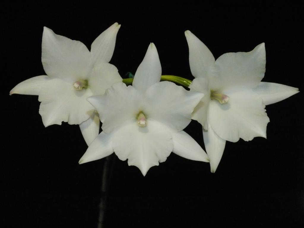 Laelia anceps subsp. anceps - photo 2