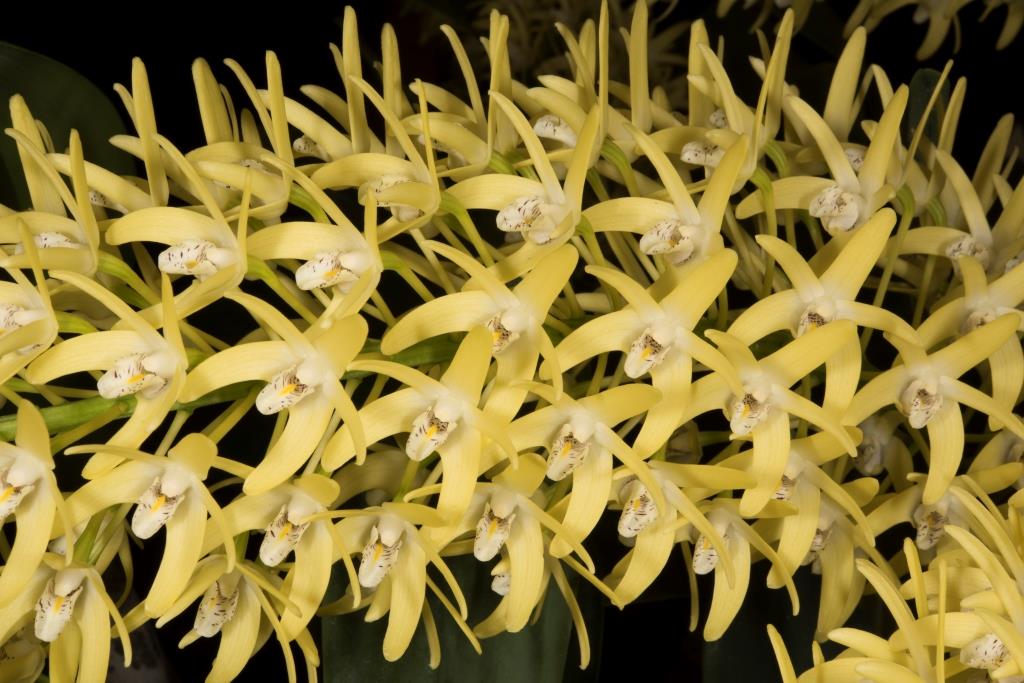 Dendrobium speciosum