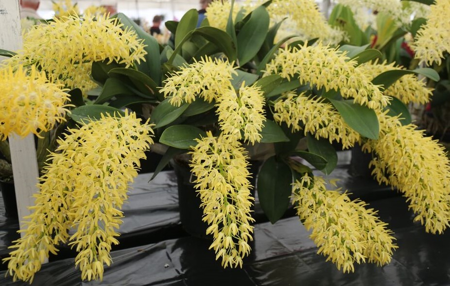 Dendrobium speciosum var. boreale - photo 2