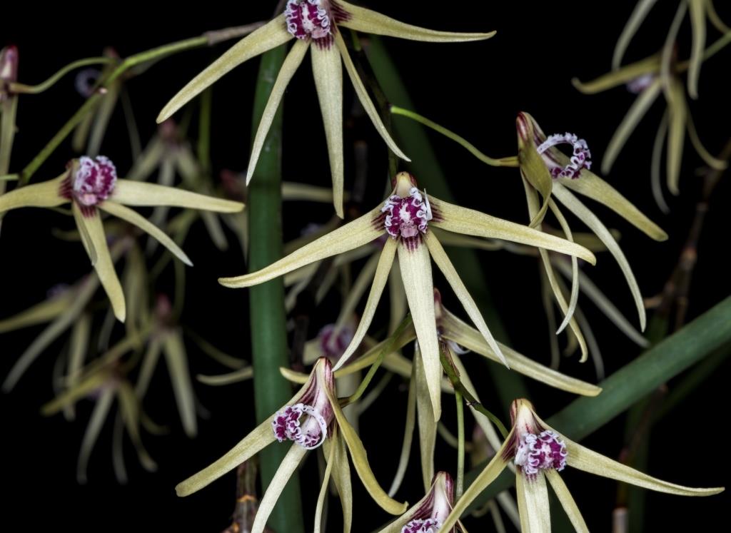 Dendrobium Lauren - HCC/AOC