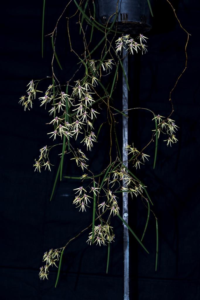 Dendrobium Lauren - photo 2