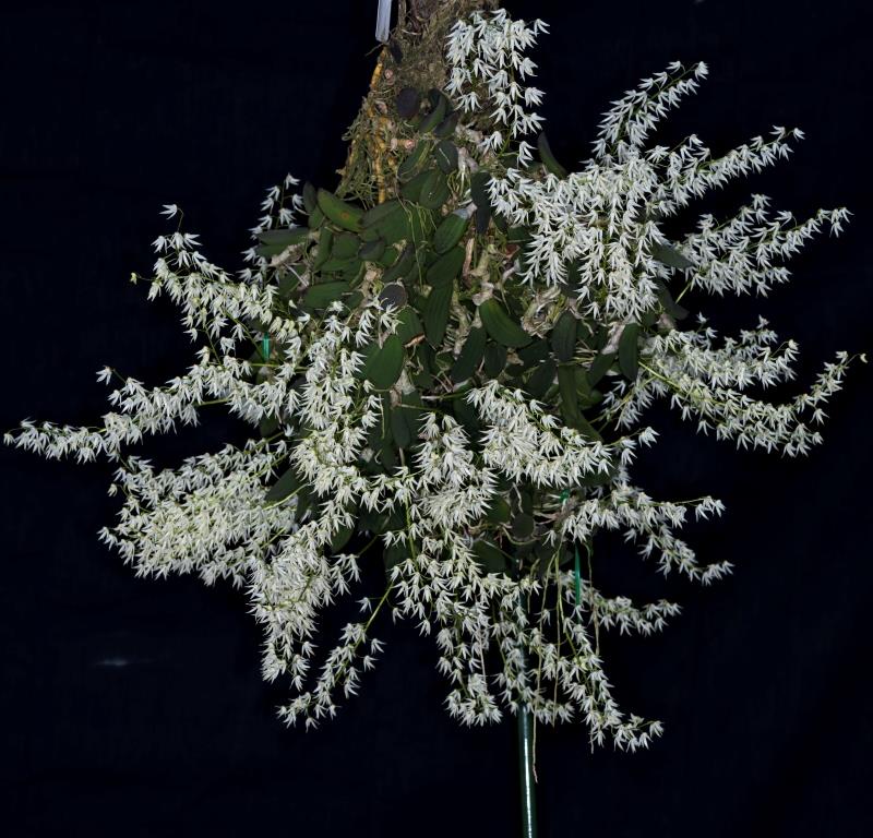 Dendrobium linguiforme