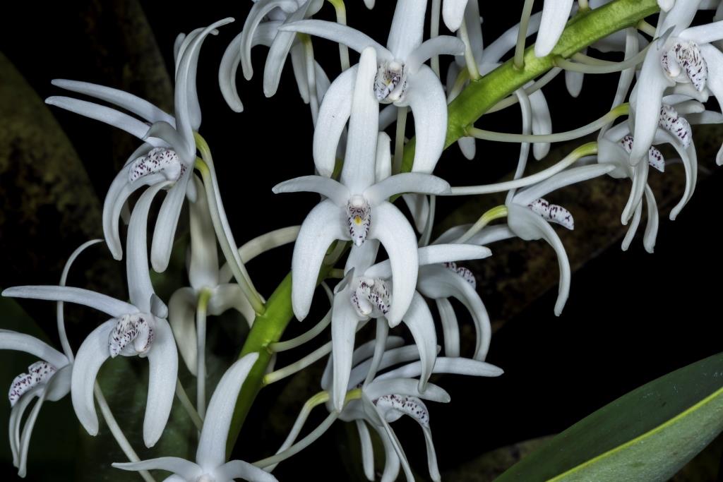 Dendrobium speciosum var. boreale - AM/AOC