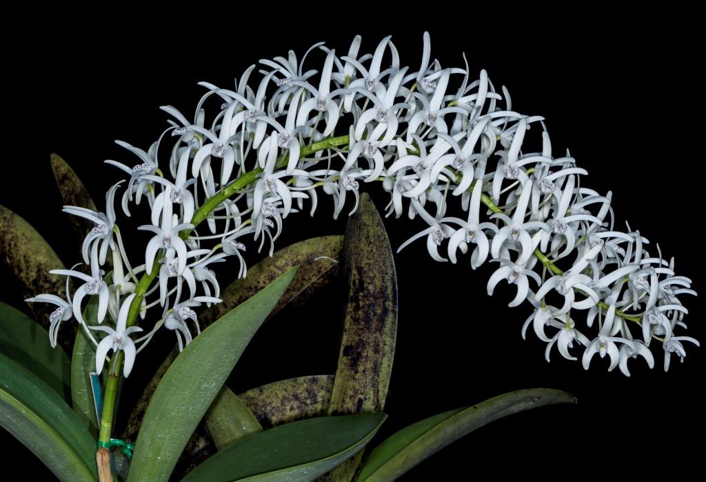 Dendrobium speciosum var. boreale - photo 2