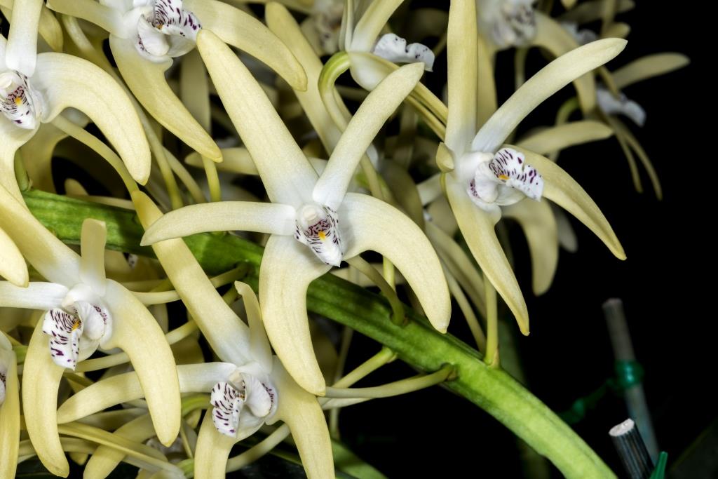 Dendrobium speciosum var. boreale - AM/AOC