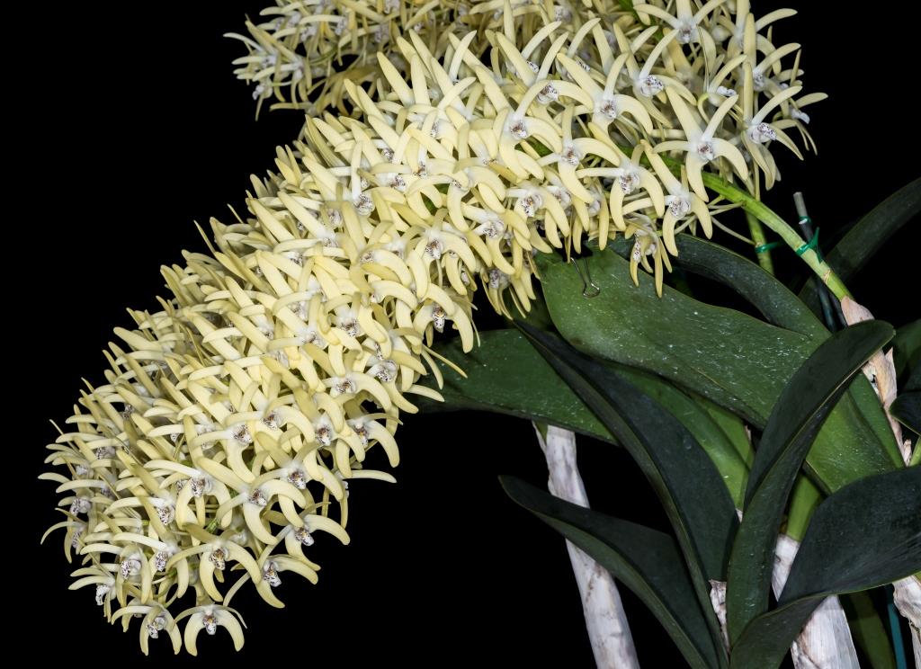 Dendrobium speciosum var. boreale - photo 2