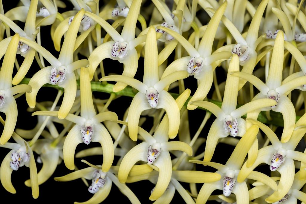 Dendrobium speciosum var. boreale - HCC/AOC