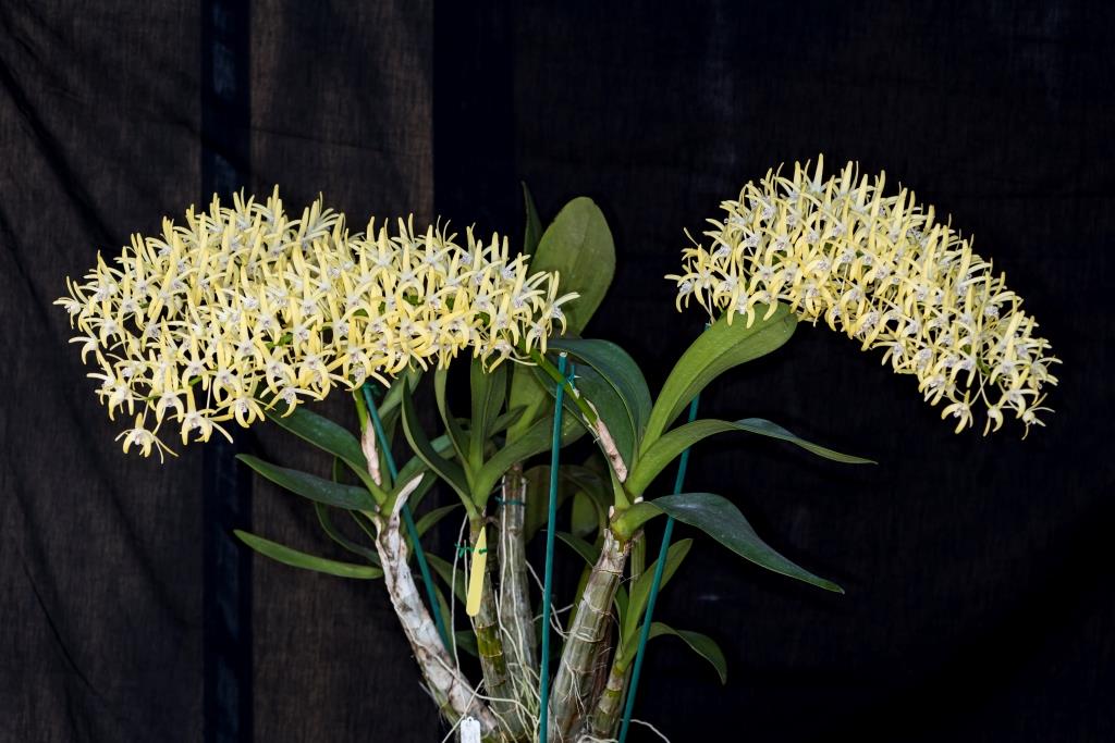 Dendrobium speciosum var. boreale - photo 2