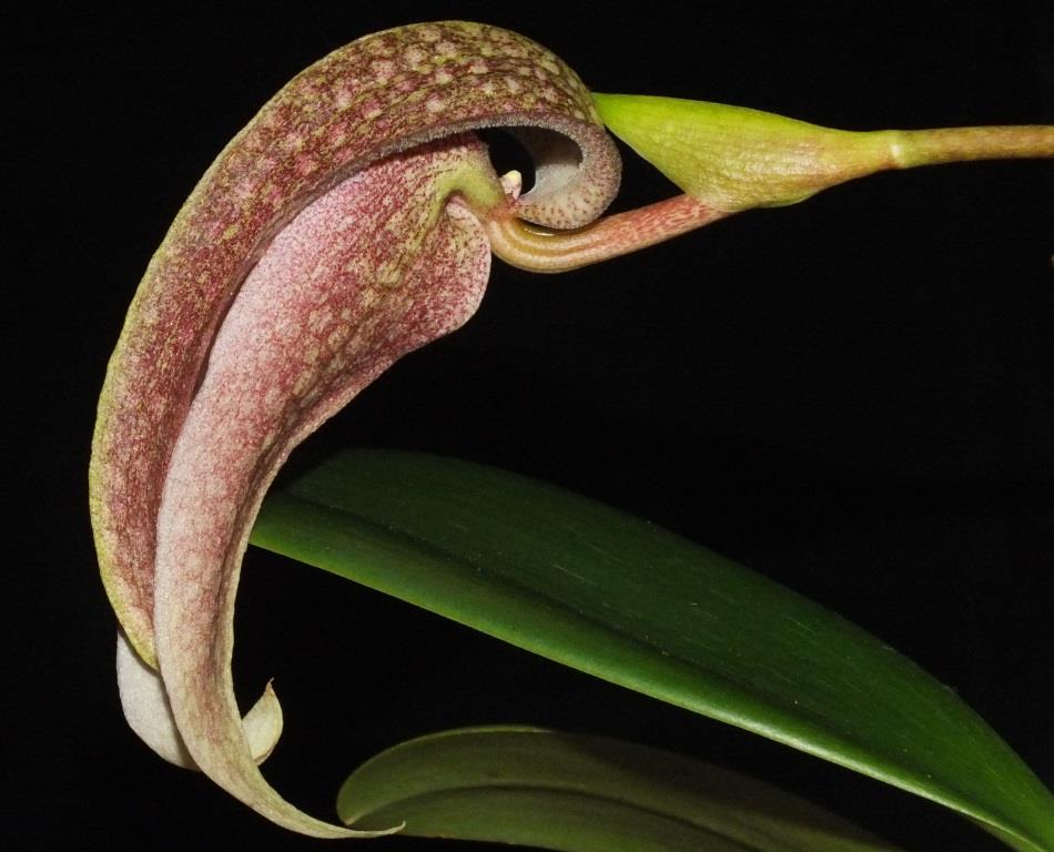 Bulbophyllum fritillariiflorum
