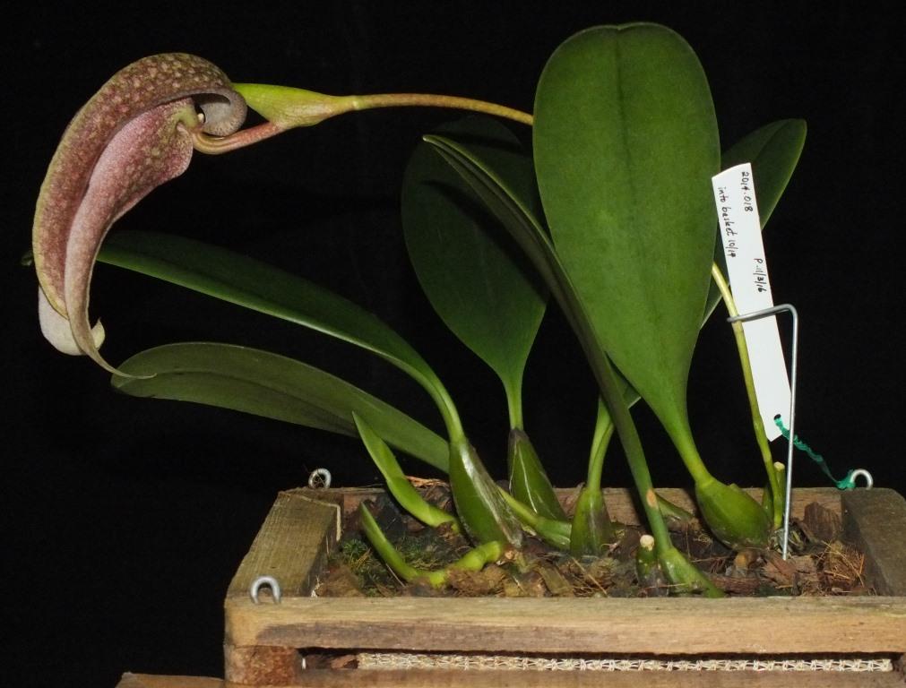 Bulbophyllum fritillariiflorum - photo 2