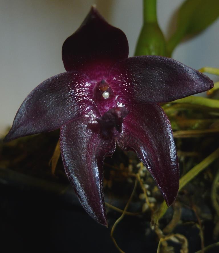 Bulbophyllum vinaceum