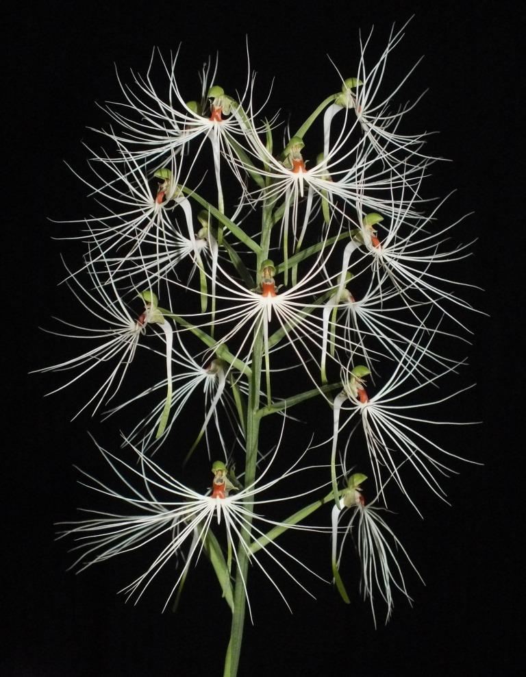 Habenaria medusa