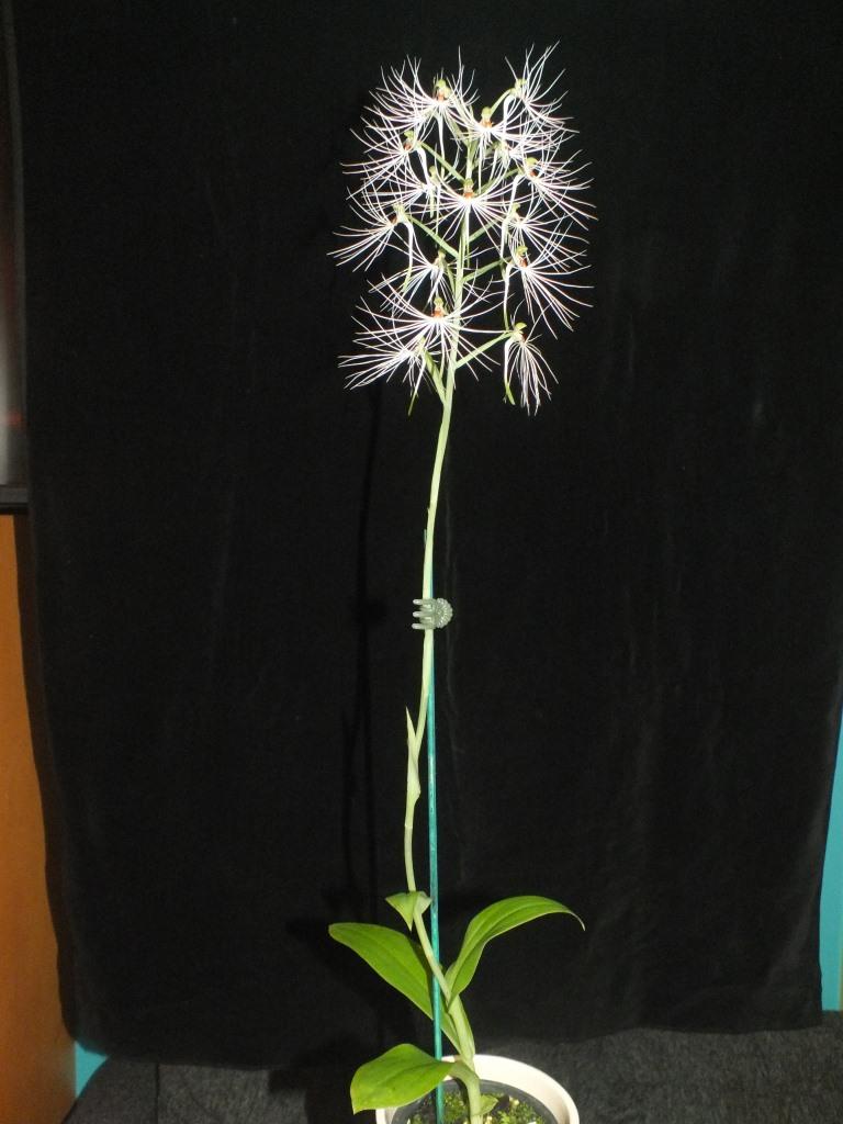 Habenaria medusa - photo 2