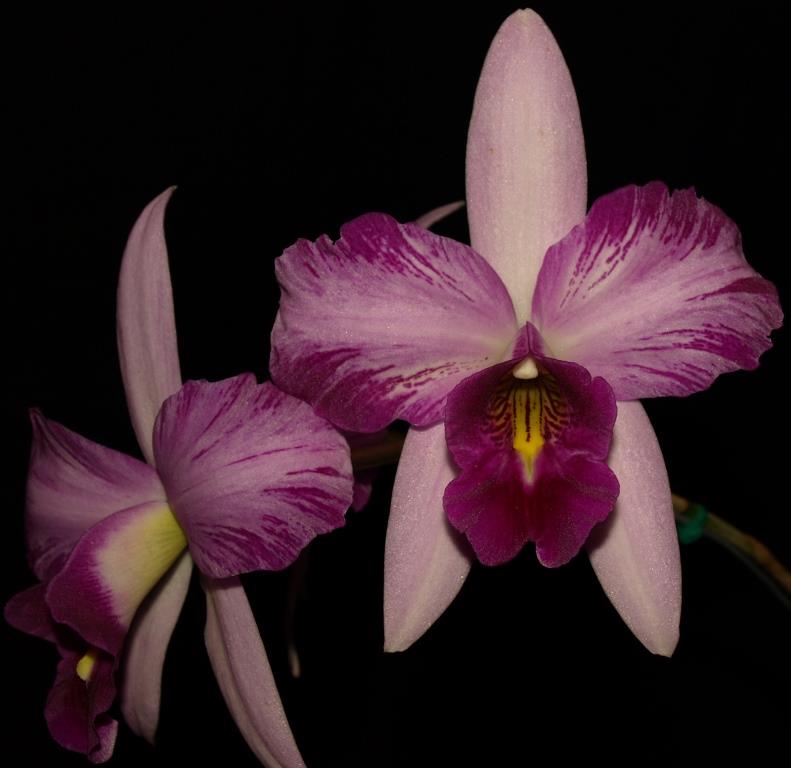 Laelia anceps