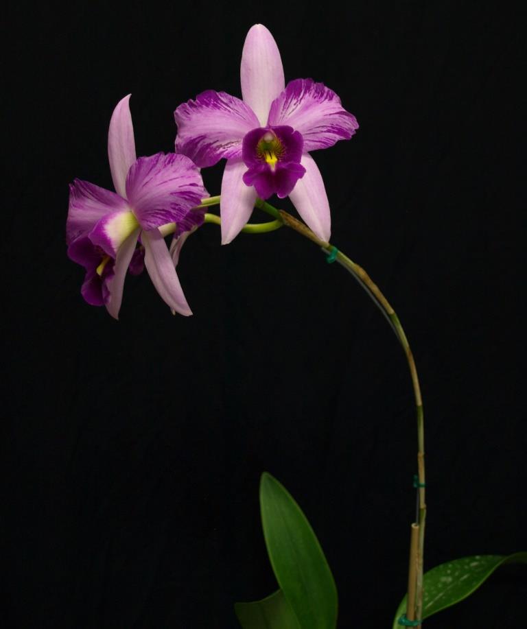 Laelia anceps subsp. anceps - photo 2