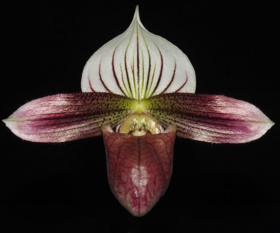 Paphiopedilum purpuratum