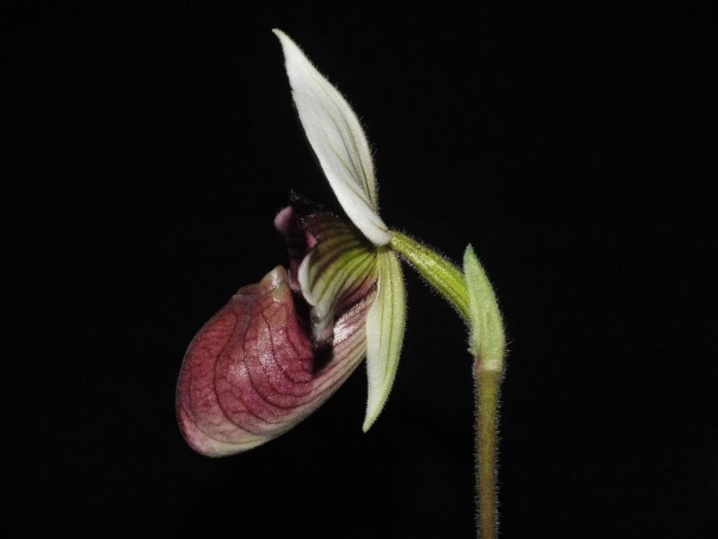 Paphiopedilum purpuratum - photo 2