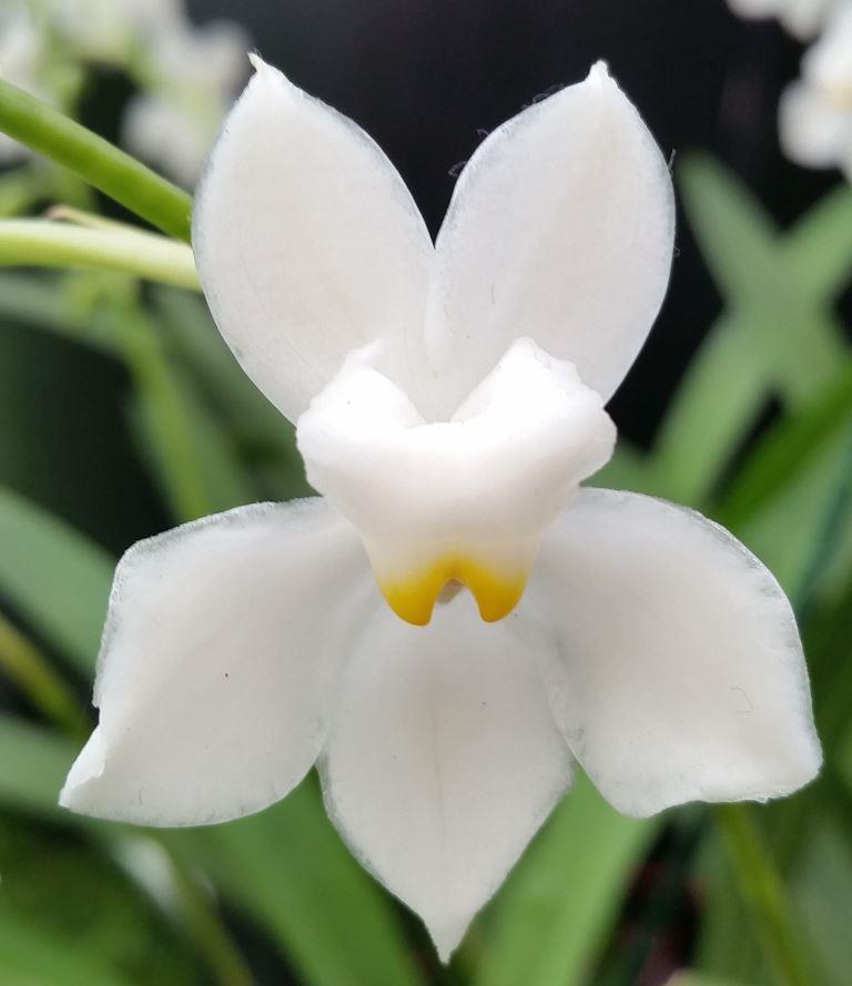 Cuitlauzina pulchella