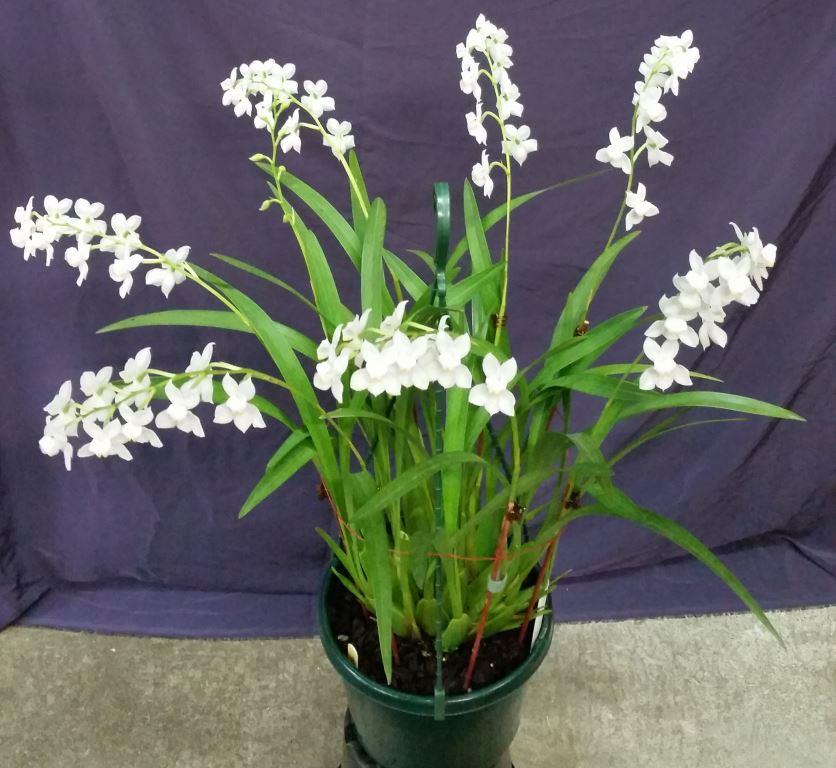 Cuitlauzina pulchella - photo 2