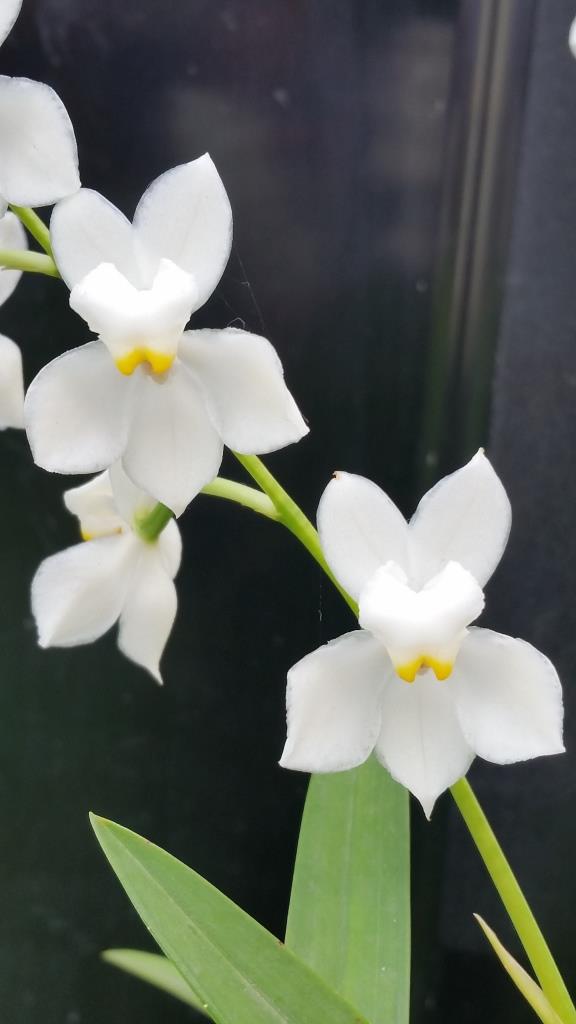 Cuitlauzina pulchella - photo 2