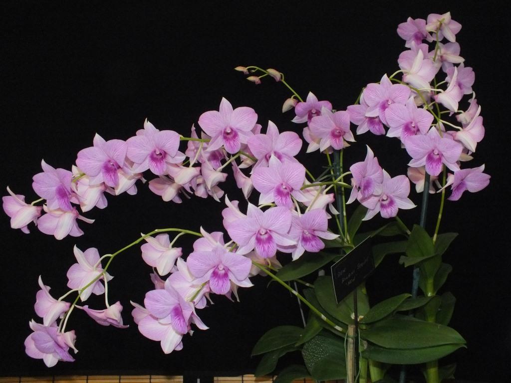 Dendrobium Kiilani Stripe - photo 2