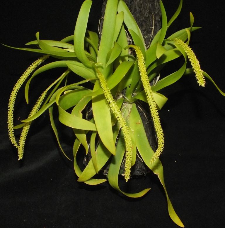 Oberonia complanata - photo 2