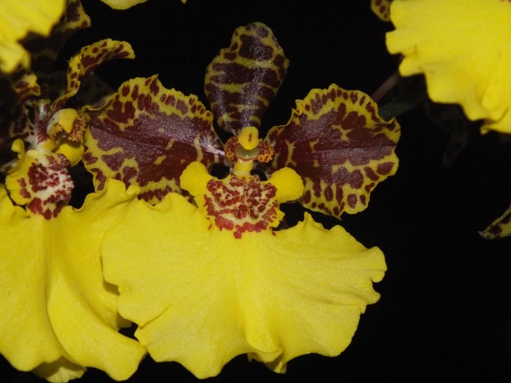 Zeloncidesa Memoria Matthew Neuendorff 'Zelda's Pride'