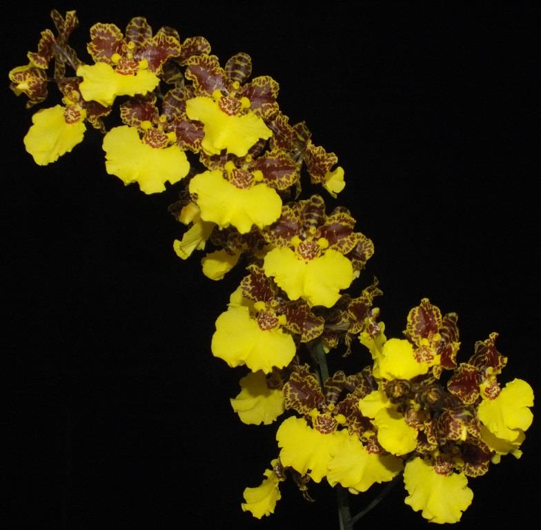 Zeloncidesa Memoria Matthew Neuendorff 'Zelda's Pride' - photo 2