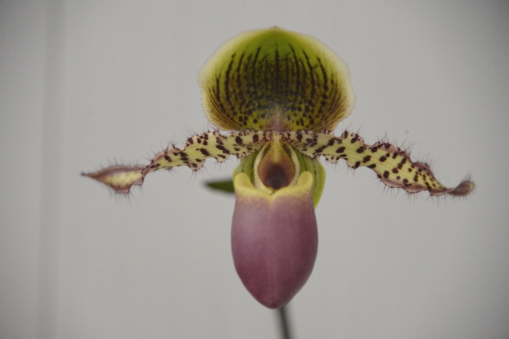 Paph Yongala