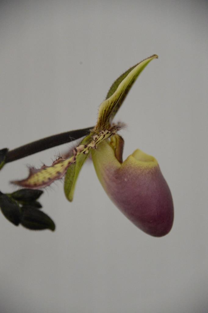 Paphiopedilum Yongala - photo 2