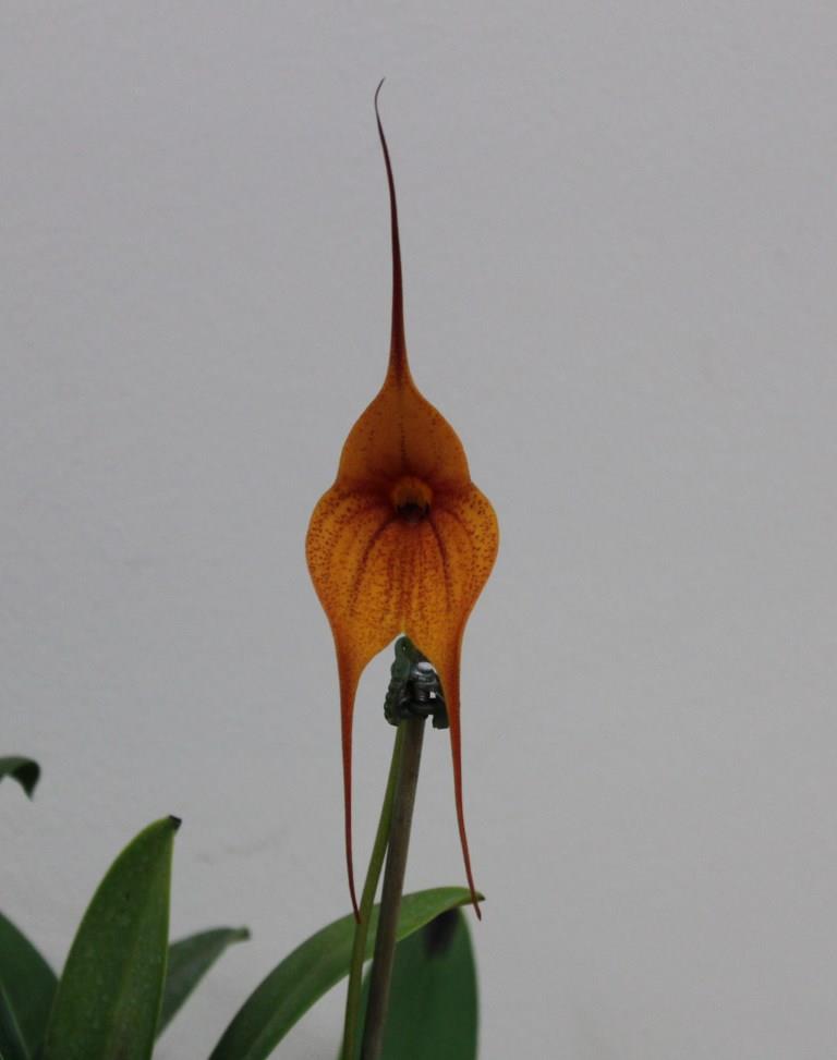 Masd King of Kings 'Peat's Ridge'